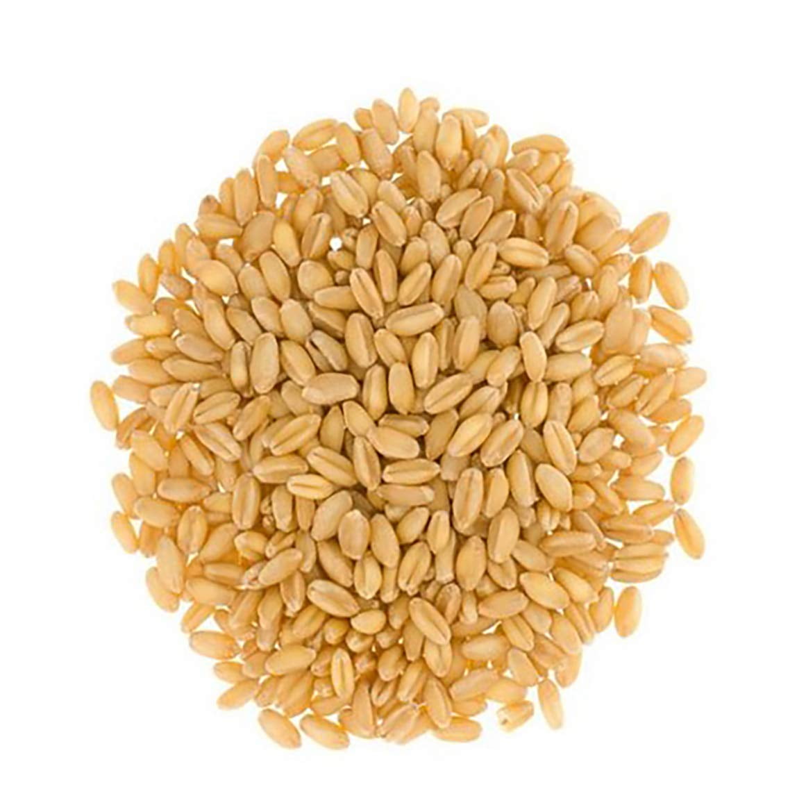 Hard Red Spring Wheat Berries 100 Organic (8 oz)