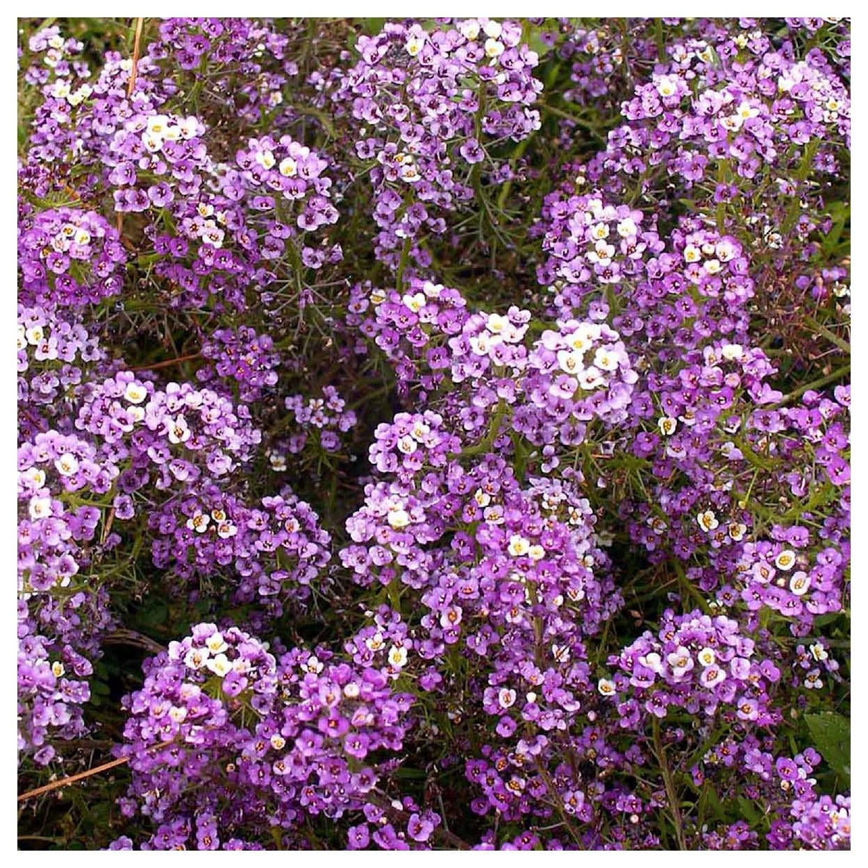 Everwilde Farms - 1 lb Royal Carpet Sweet Alyssum Garden Flower Seeds - Gold Vault Bulk Seed Packet