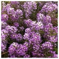 thumbnail image 4 of Everwilde Farms - 2000 Royal Carpet Sweet Alyssum Garden Flower Seeds - Gold Vault Jumbo Bulk Seed Packet, 4 of 5
