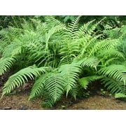Classy Groundcovers, Southern Shield/Wood Fern, Florida Shield, Widespread Maiden, Louisiana Wood (25 Pots, 3 1/2 inch square)