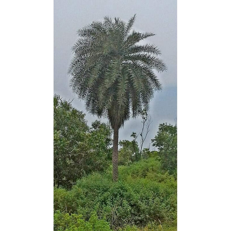 Wild Date Palm Seeds for Planting (5 Seeds) - Walmart.com