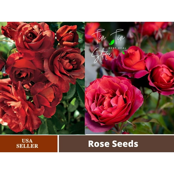 30  Seeds| Hot Cocoa Floribunda Rose Flower Seeds#1068-Buy 4 get 1 free