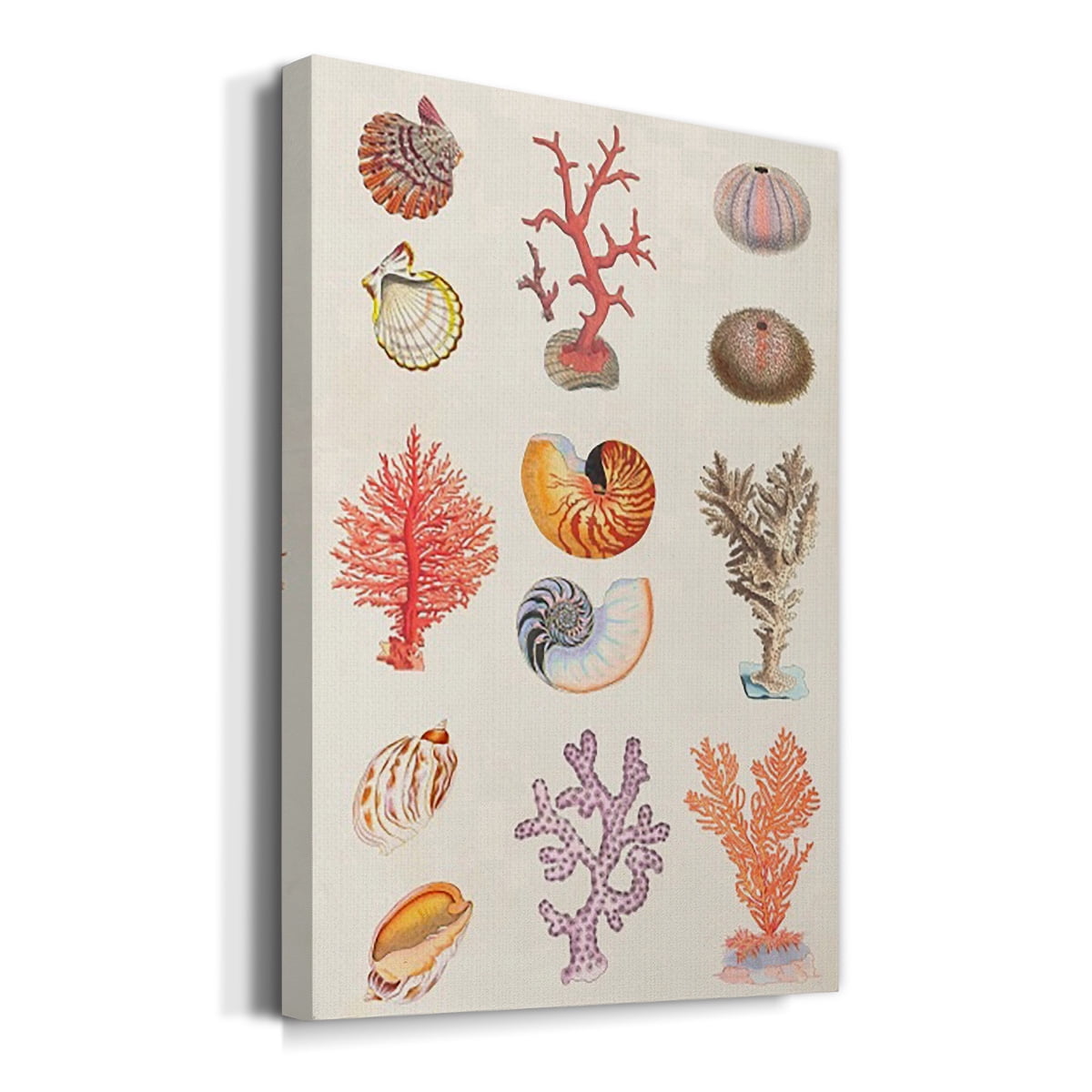 Coral & Shell Collage I Premium Gallery Wrapped Canvas - Ready to Hang