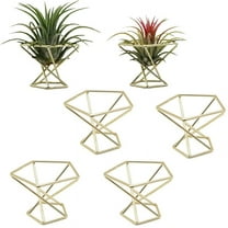 Growment 7.80” x 3.90” x 1.95” Golden Metal Air Plant Holder with Adjustable Support Rod