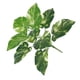 thumbnail image 3 of Planta artificial Hoja Oficina en casa Verdor Decoración Banquete de boda Planta falsa de plástico, Punto blanco, Árbol de hoja perenne Methold HA6782-08B, 3 of 6