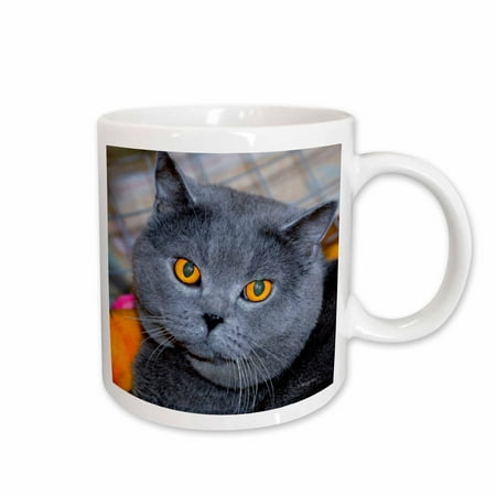 

3dRose British Short Hair cat Ceramic Mug 11-ounce