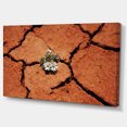 thumbnail image 2 of Surviving Flowers on Drought Land - Extra Large Landscape Canvas Art, 2 of 3