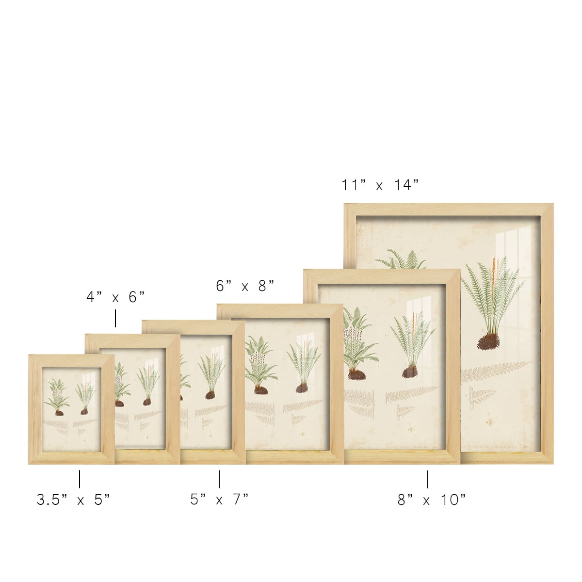 Fern Study III -Framed Print w/glass-Natural Wood