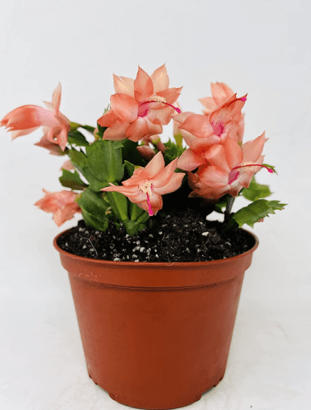 Salmon Christmas Cactus Live Plants, Holiday Cactus Plants Schlumbergera Flower Plants for Indoor Outdoor 4 to 6 Inc Tall, 2 Plants Per Pot