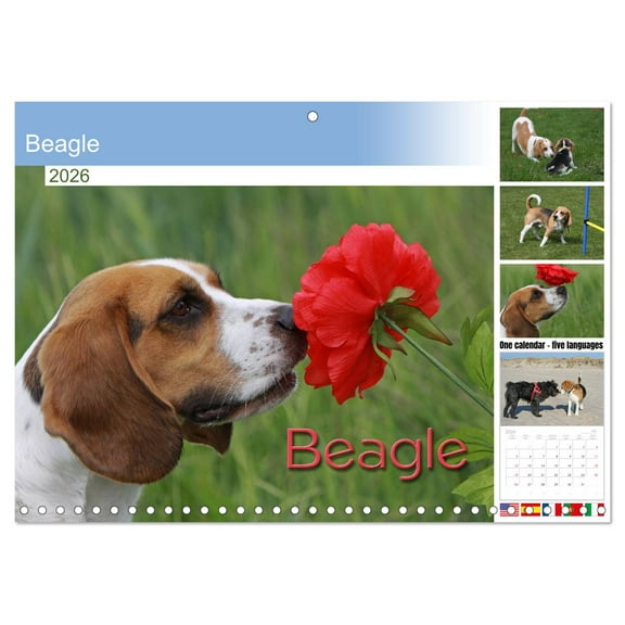 Beagle (Monthly Wall Calendar 2026 16.5 x 23.4 (open)), CALVENDO 14 Month Calendar