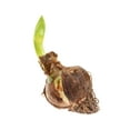 thumbnail image 3 of Aphrodite Double Amaryllis - Double Flower - 34/+cm - Large Bulb, 3 of 4