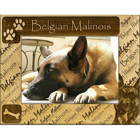 Giftworks Plus DBA0018 Belgian Malinois, Alder Wood Frame, 8 x 10 In