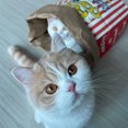 thumbnail image 3 of Greeniant Bolsa de papel Kraft de palomitas de maíz natural marrón para gatos domésticos | Papel de palomitas de maíz duradero y multiusos Juguetes para gatos, 3 of 6