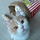 thumbnail image 3 of Greeniant Bolsa de papel Kraft de palomitas de maíz natural marrón para gatos domésticos | Papel de palomitas de maíz duradero y multiusos Juguetes para gatos, 3 of 6
