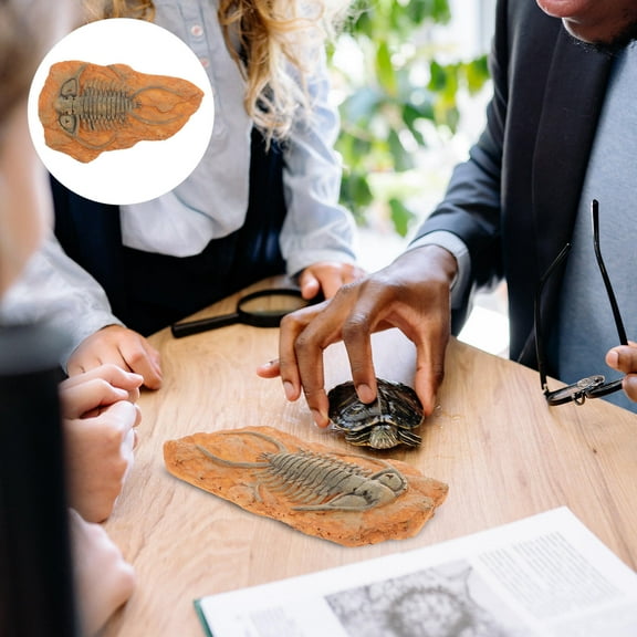 FRCOLOR Paleontological Insect Specimen for Teaching and Collecting Multi Resin Decoration 2.5 inches