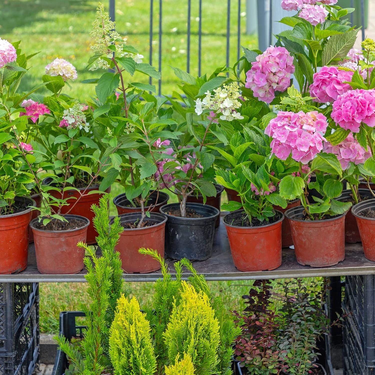 Plastic Plant Nursery Pots 100 Pcs Seed Starting Pots Flower Containers for Indoor Outdoor Plant,Seedlings Flower Plant Container for Succulent Seedling Cutting Transplanting,5 in,Red