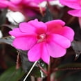 thumbnail image 3 of Sunpatiens 9" Pink Bicolor Sunpatiens Impatiens Live Plants in 5" Grower Pot Full Sun, 3 of 7