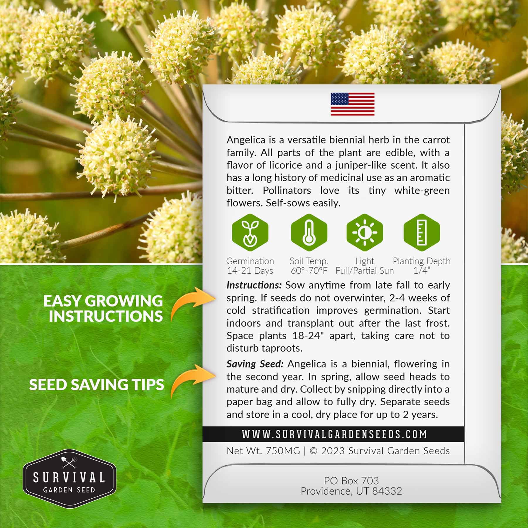 5 Packs Angelica Seeds - Medicinal Herb Angelica archangelica - Non-GMO  Heirloom Biennial Full Sun - Walmart.com