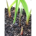 thumbnail image 2 of CZ Grain Peacock Orchid Plant Bulbs (10 Count), Gladiolus Acidanthera, 2 of 3