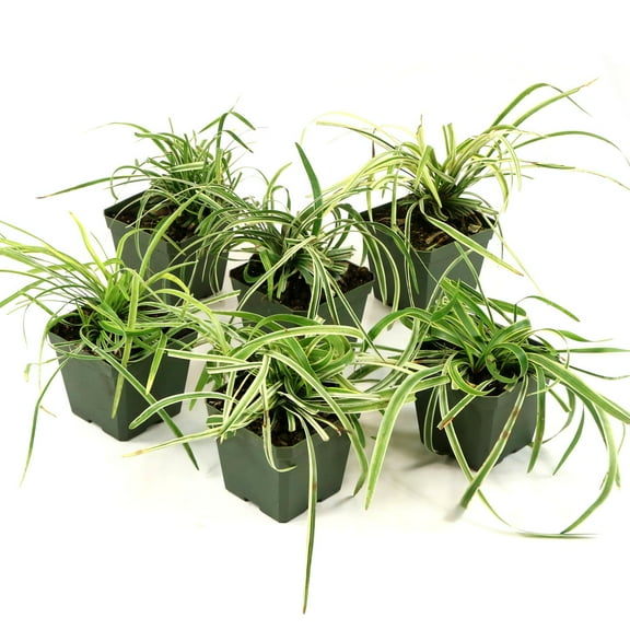Live Grass 4" Variegated Liriope (6-Pack) with Full Sunlight