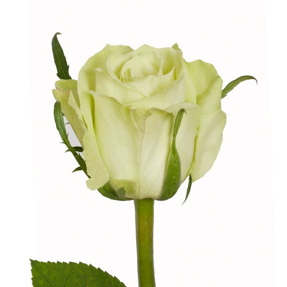 Green Roses - Farm Direct Fresh Cut Flowers - 125 Stems