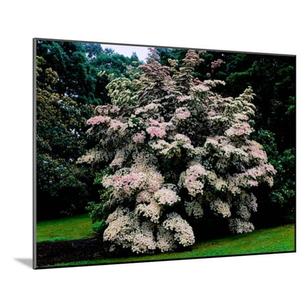 - Kousa Dogwood trees (Cornus kousa) in a garden, United States National Arboretum, Washington DC... Wood Mounted Print Wall Art