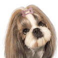 thumbnail image 4 of Pinzas para el pelo con forma de hueso de 1 pulgada, accesorios para el cuidado de mascotas, para perros, gatos y cachorros, paquete de 20, 4 of 5