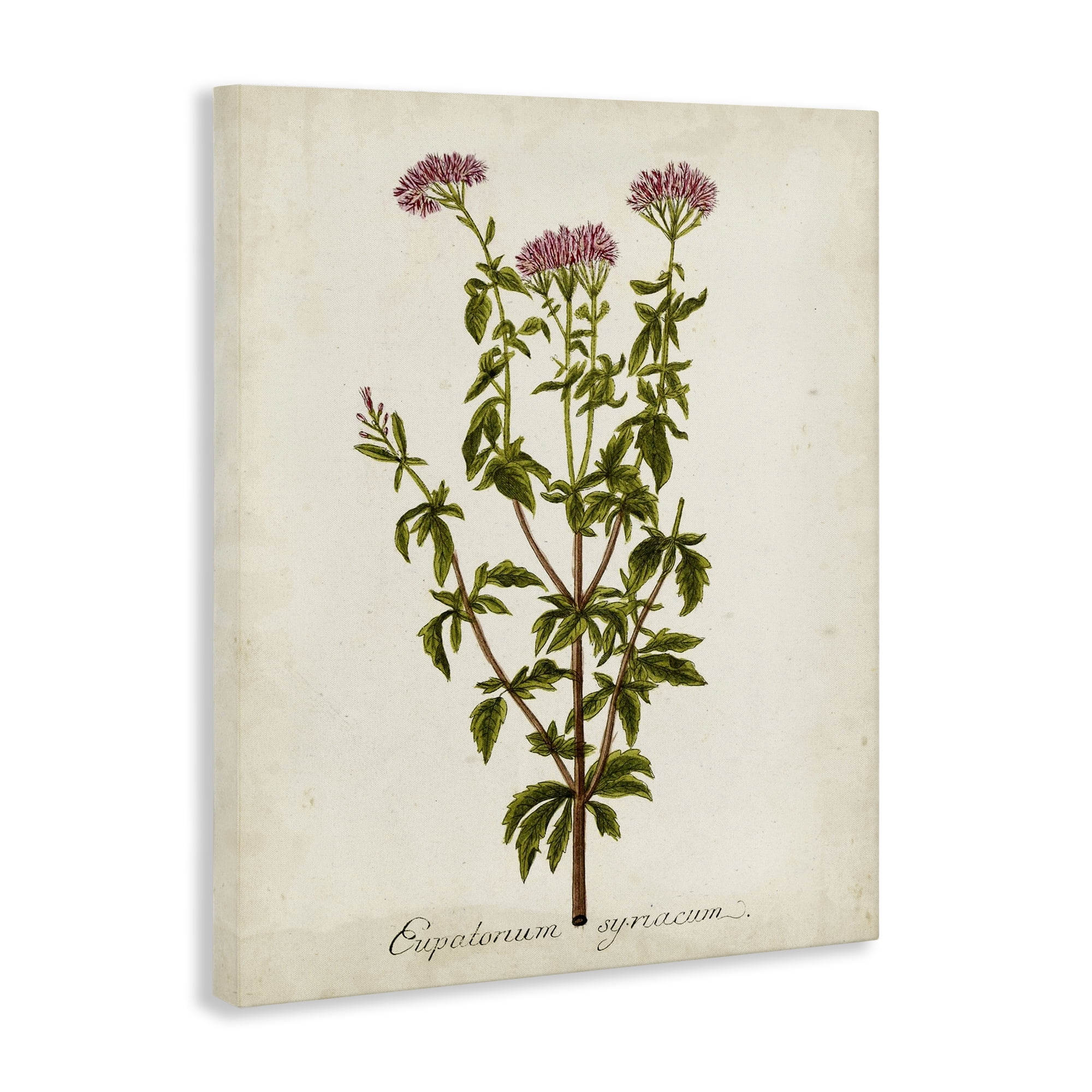 Stupell Industries Scientific Flower Study Botanical & Floral Painting Gallery Wrapped Canvas Art Print Wall Art, 30 x 40
