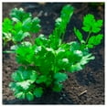 thumbnail image 3 of Everwilde Farms - 1/4 lb Leisure Coriander Cilantro Herb Seeds - Gold Vault Bulk Seed Packet, 3 of 3