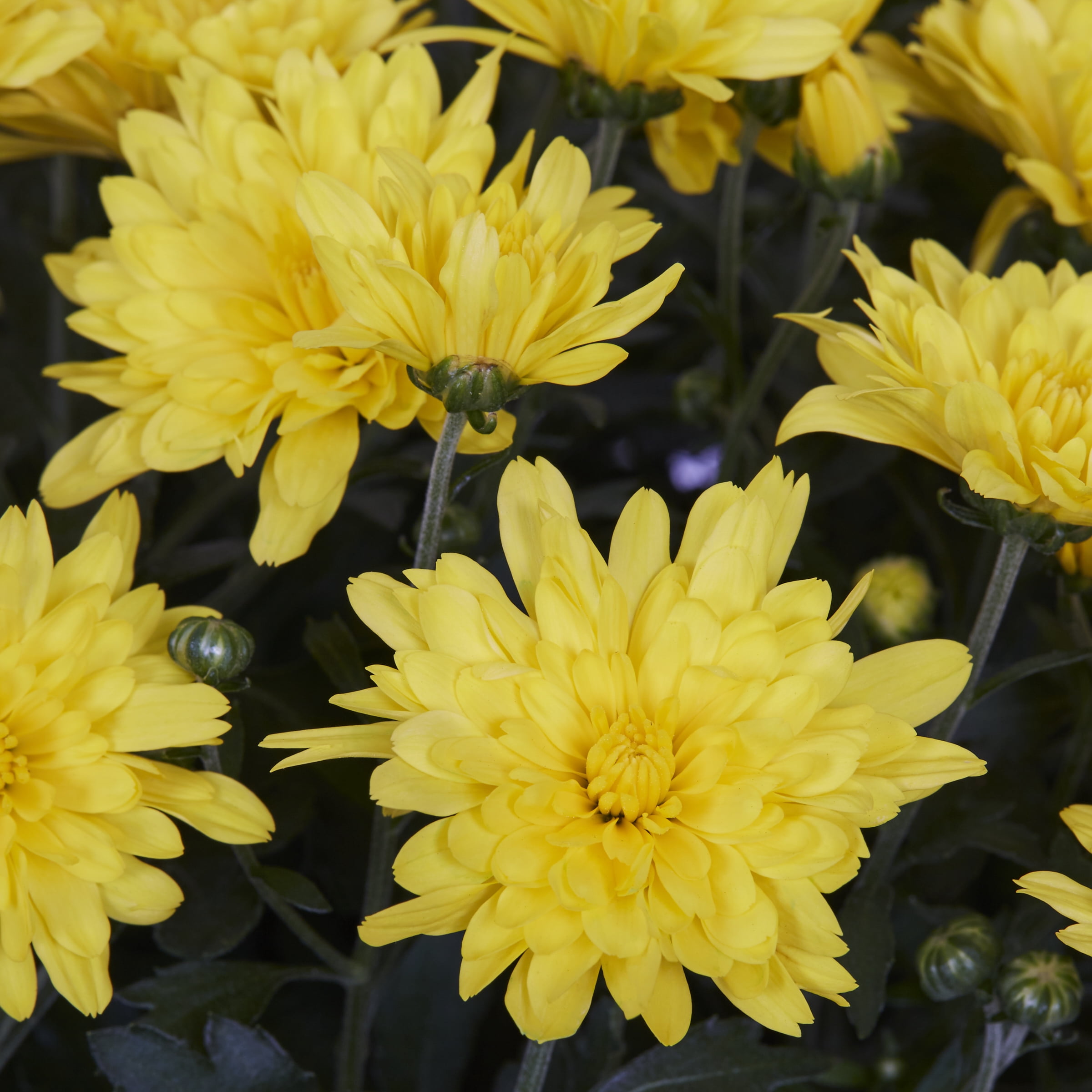 Expert Gardener 3qt Yellow Mum in 7" Cauldron Planter (1-pack), Fall Decor