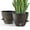 Teal Gold, variant on FIASON 2 Pack Plastic 10 Inch Black with Brown Self-Watering Plant Pots for Indoor Outdoor, Flower Pots Include Drainage Holes, Watering Lip & Removable Saucer