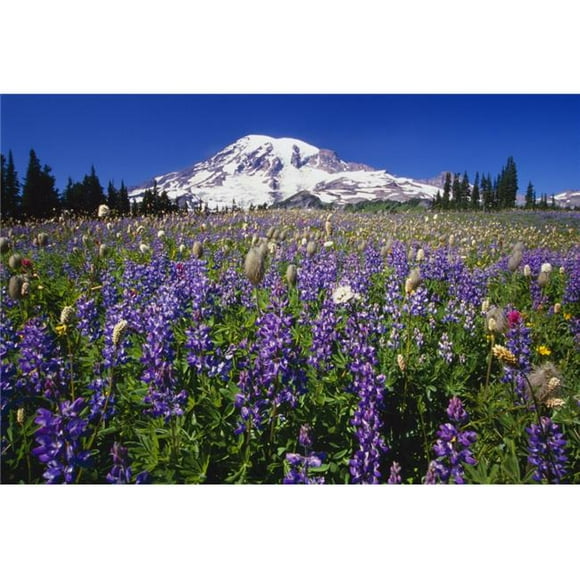 Posterazzi DPI1783809LARGE Purple Flowers Blooming Beneath Mount Rainier Paradise Park Valley Poster Print by Natural Selection Craig Tuttle, 36 x 24 - Large