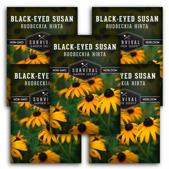 5 Packs Black-Eyed Susan Wildflower Seeds - Full Sun USA Native Perennial Flowers