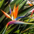 thumbnail image 4 of TomorrowSeeds - Birds of Paradise Seeds - 15+ Count - For 2026 Planting Strelitzia Reginae Orange, 4 of 10