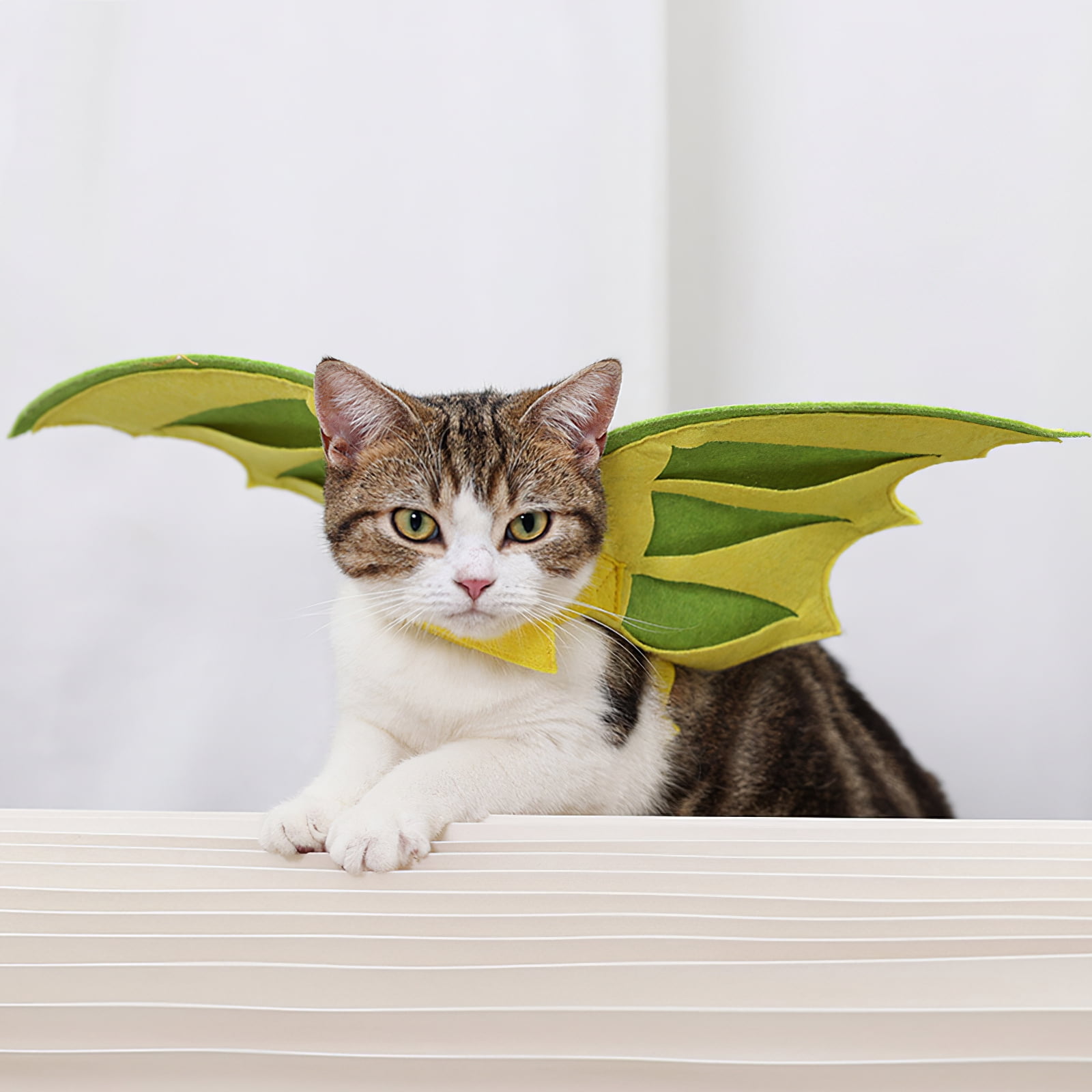 cat in dinosaur costume