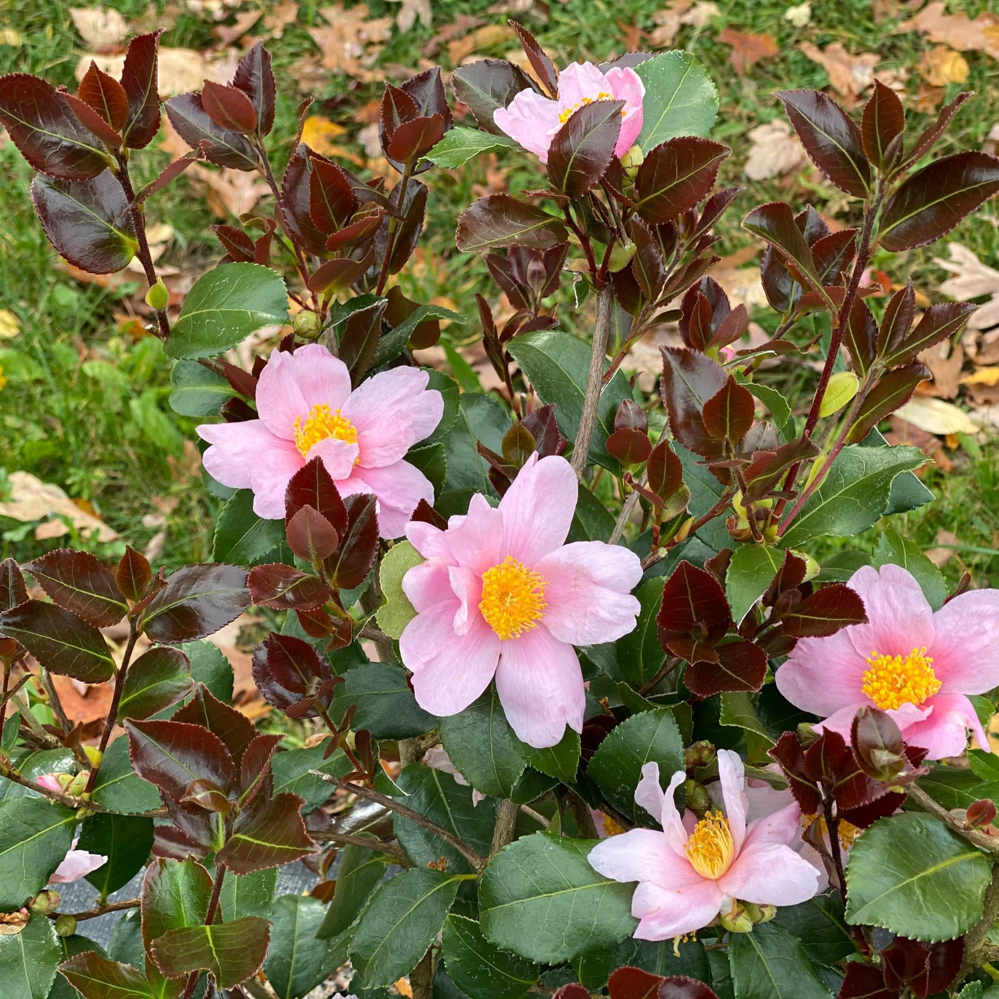 Proven Winners ColorChoice 5" Pink Just Chill Red Tip Camellia Live Plant in 4.5" Pot (4 Count)