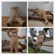 thumbnail image 4 of Disfraz de mascota de oso bailarín, disfraz de cosplay, disfraz de muñeco de dibujos animados, oso de peluche, oso cachorro, oso divertido para fiesta de Halloween, 4 of 5