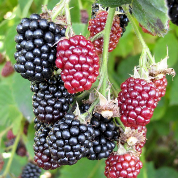 2 Von Thornless BlackBerry Plants Live for Planting 5 to 8 Inch Tall, Von BlackBerry Bush Live Plant, Thornless Blackberries Live Plants