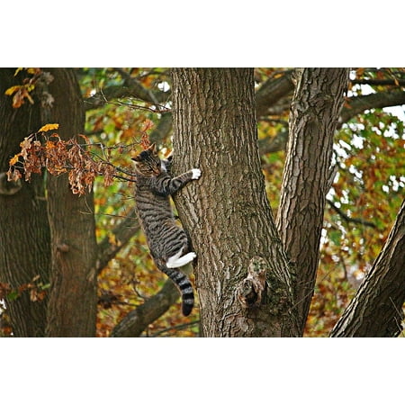 Climbing Tiger - Framed Art for Your Wall Kitten Cat Mieze Tree Tiger Cat Climb Autumn 10x13 Frame