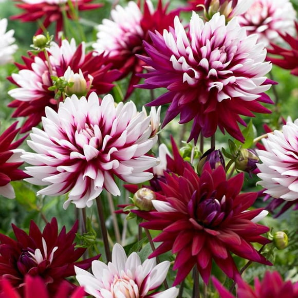 Flower Bulbs - Dahlia Decorative Rebecca's World (3 Bulbs)