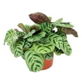 thumbnail image 4 of Calathea Burle Marx (4"+ Plastic Pot) - Easy to Care Houseplant for Beginners - Best Houseplant for Home Decoration, 4 of 6