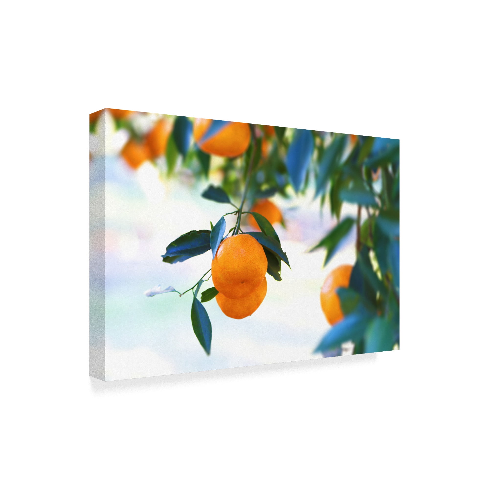 Trademark Fine Art 'Oranges Hanging' Canvas Art by Incredi
