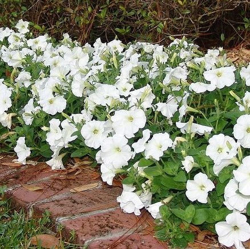 Expert Gardener 4-pack White Petunia Annual Flowers Outdoor Live Plants