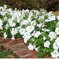 thumbnail image 6 of Expert Gardener 4-pack White Petunia Annual Flowers Outdoor Live Plants, 6 of 8