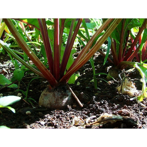 Beet Sugar Great Heirloom Vegetable by Seed Kingdom Bulk 1 Lb Seeds