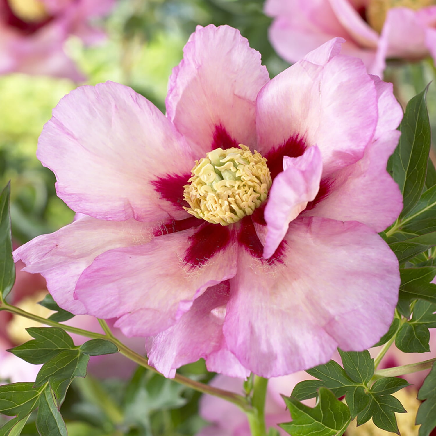 Van Zyverden Itoh Peony Pastel Splendor Set of 1 Root