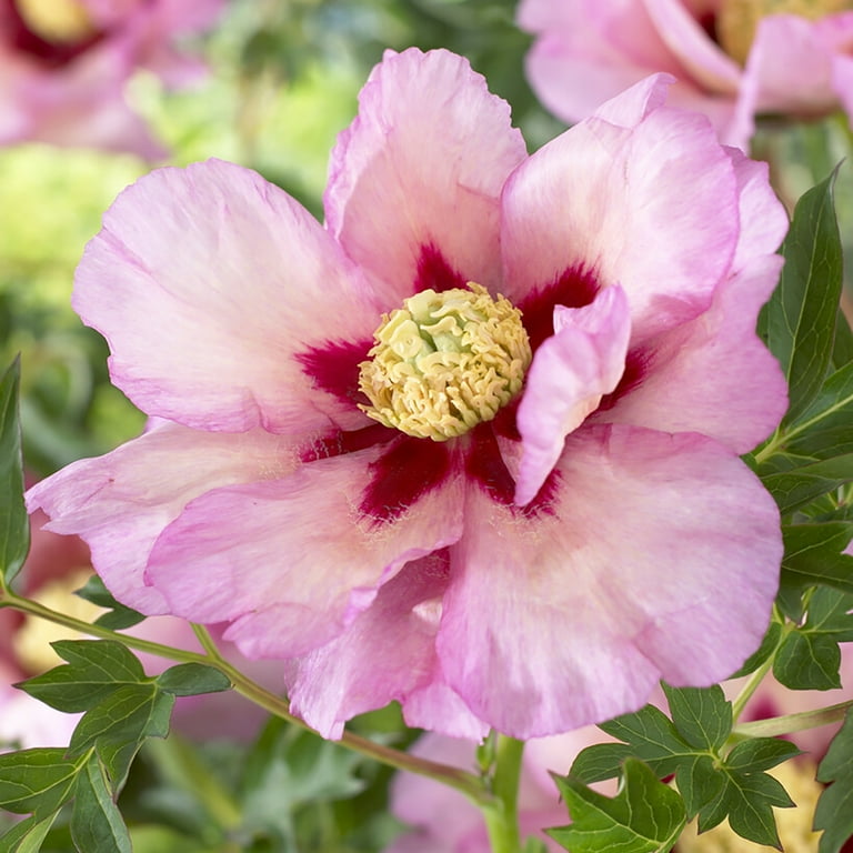 ✳︎peony✳︎ Memory Box Elegant Peony Blossom Dies 94878 – Simon Says Stamp