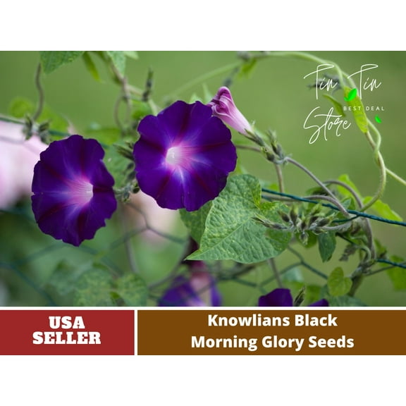 30 Seeds-Knowlians Black Morning Glory Seeds-#F018-Authentic Seeds-Flowers-Seeds-Rose seeds-Herb seeds-Vegetable Seeds-Mix Seeds- B3G1