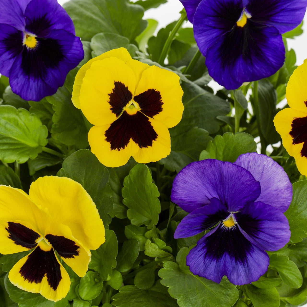 Expert Gardener 2.5QT Purple Yellow Pansy Live Annual Plant Sun 3-Pack