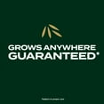 thumbnail image 3 of Scotts EZ Seed Patch & Repair Southern Gold Blend for Tall Fescue Lawns, 10 lbs., 3 of 6